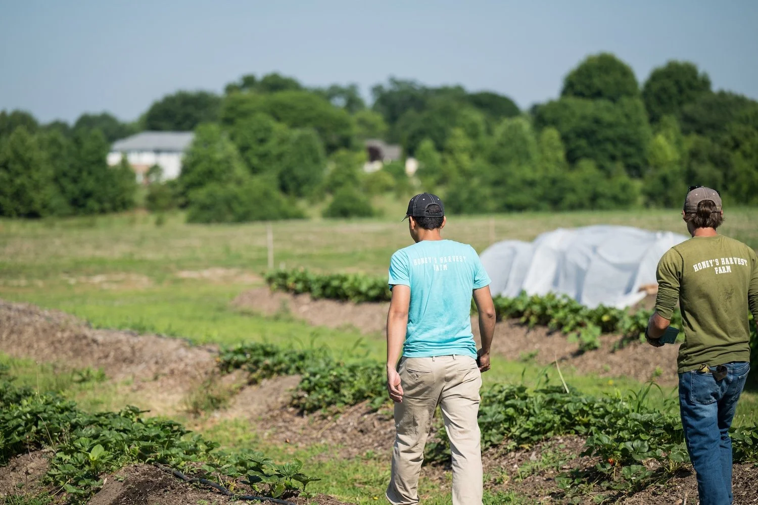 A man in a turquoise t-shirt and khaki pants and a man in a green shirt and jeans walk between rows of raised earth with vegetables.