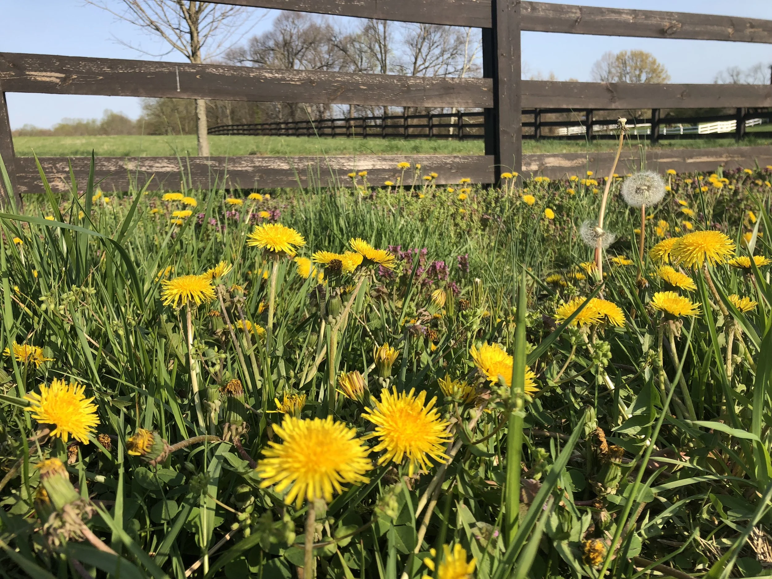 Dandelion, Burdock &amp; Milk Thistle:&nbsp;Three Spring Herbs to Support Digestion, Gut Health, and Liver Function