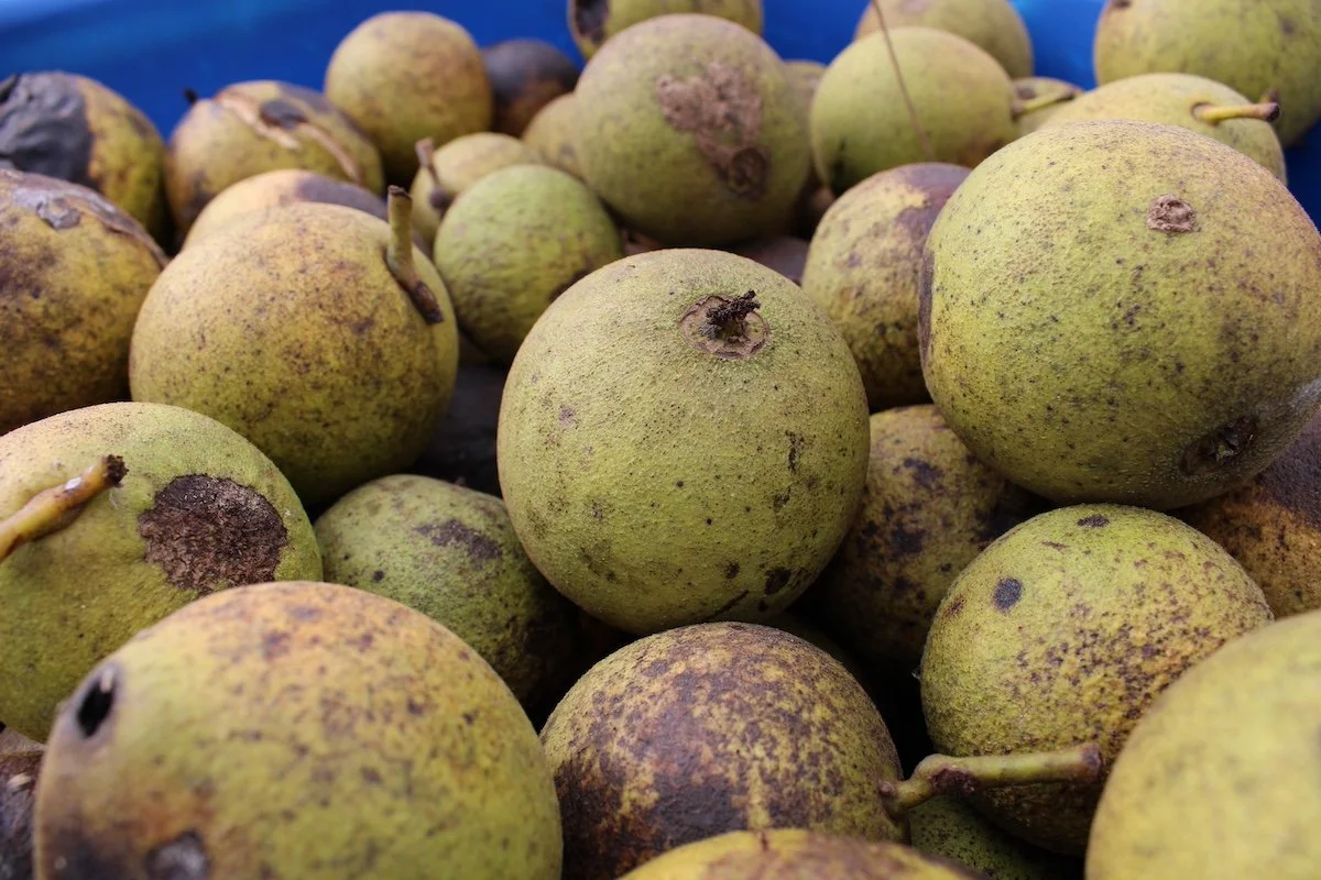 Closeup of black walnuts in a blue tub