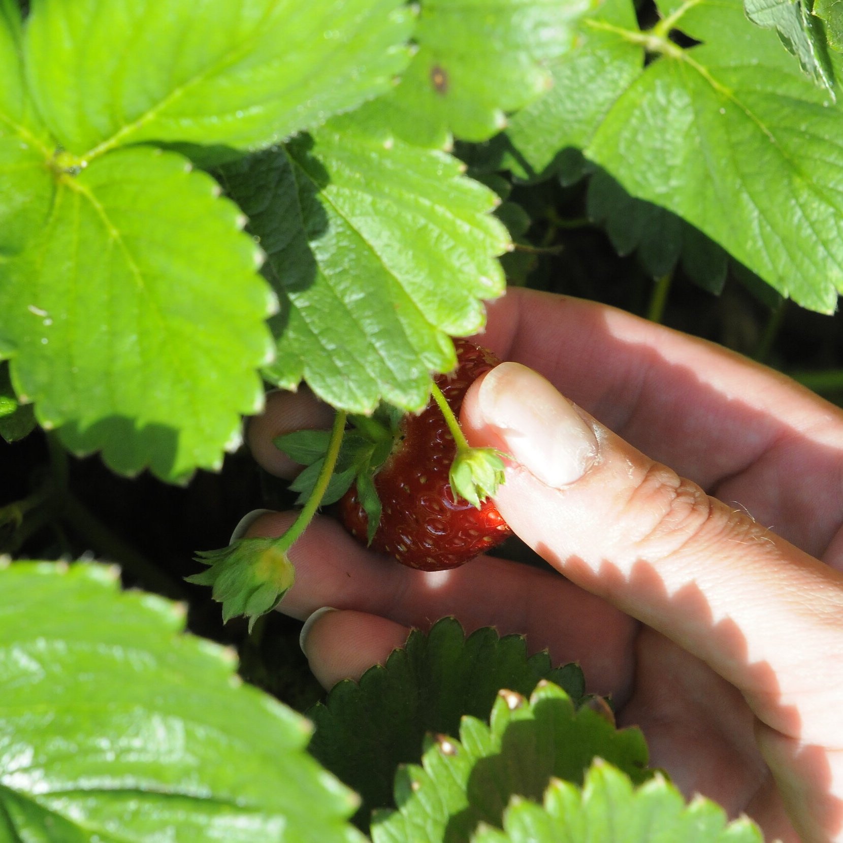 strawberry.jpg