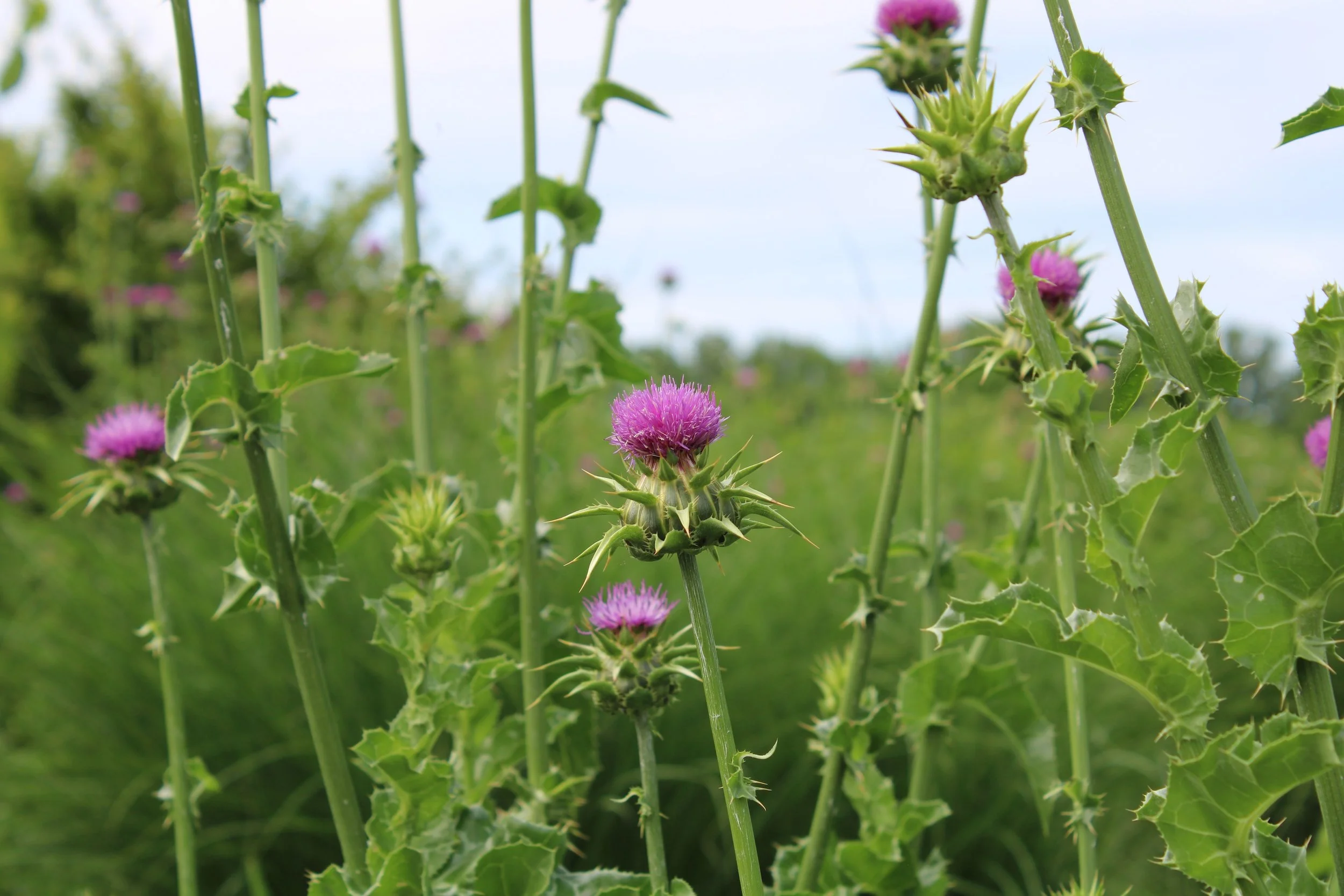 Flowering milk thistle plants
