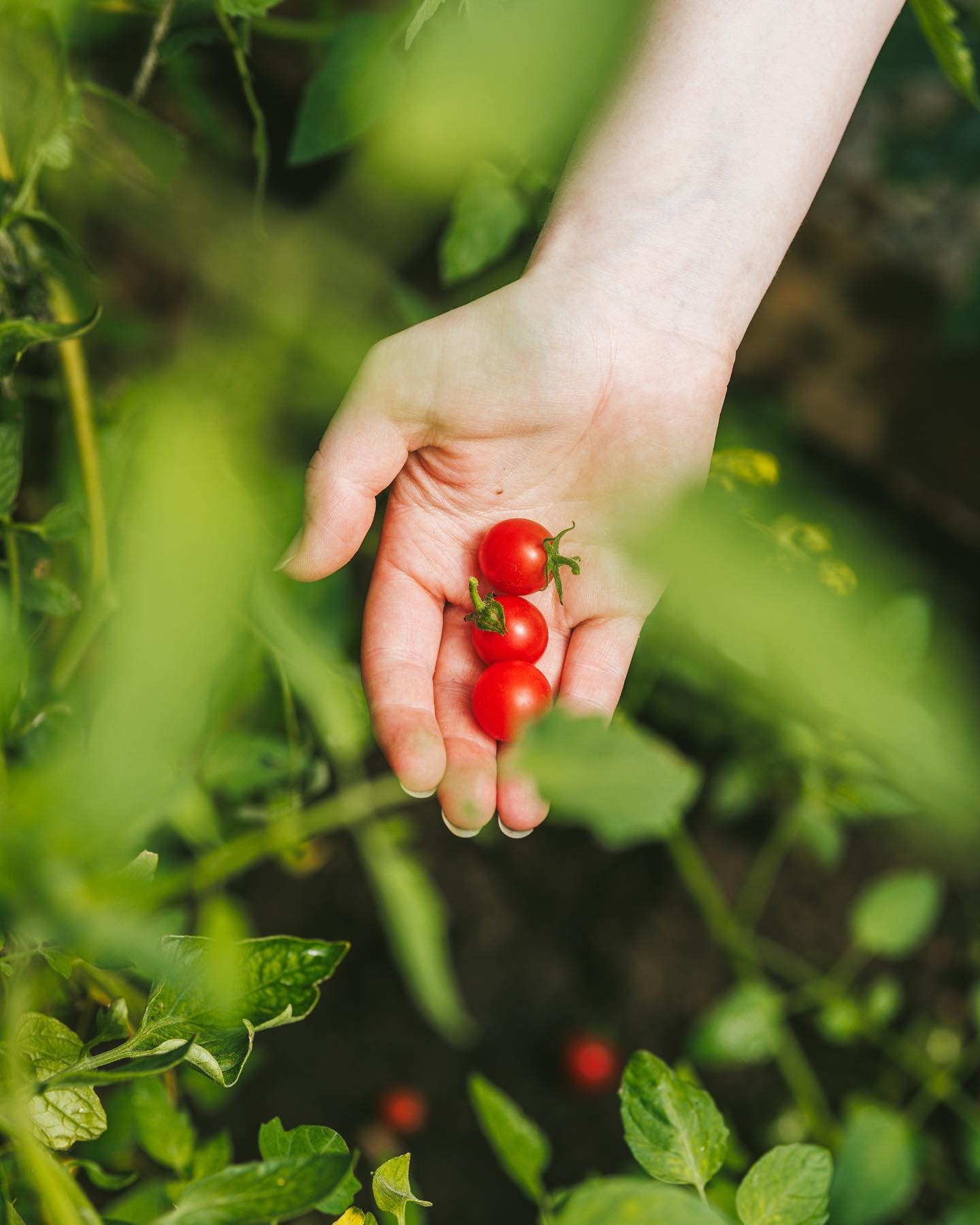 NEW ERA &hellip;

Plate of raw vegetables with a Roasted Garlic Aioli - Part of our Bread course 

At Bowley&rsquo;s, we cherish this legacy, committed to preserving the nursery&rsquo;s history by continuing to cultivate fresh ingredients for our dis