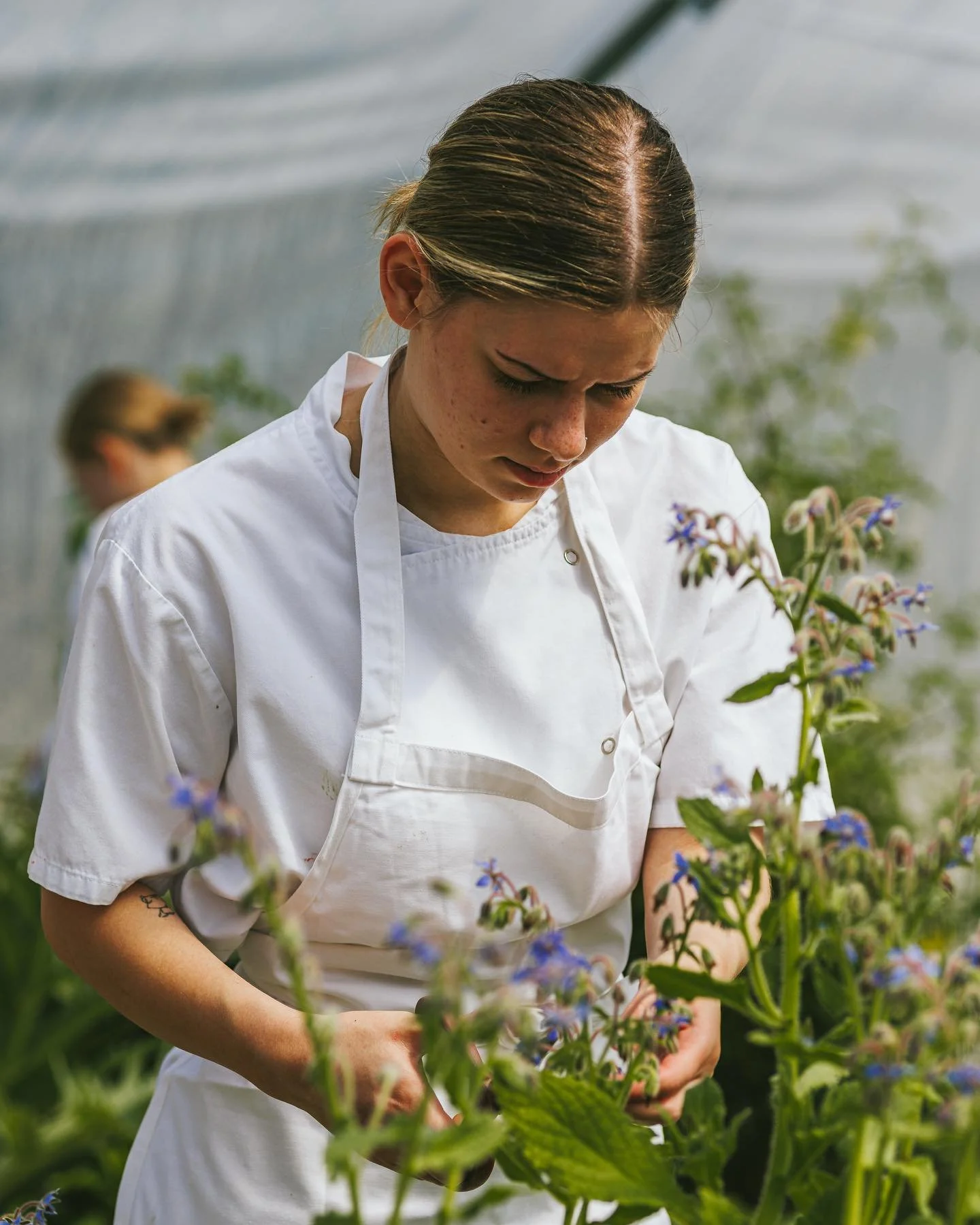 Megan, our sous chef, Picking  garnishes from our nursery for the pastry section. 🌿🌷🪻

Which Includes 
- Borage
- Cornflowers
- Marigold
- Amaranth

Book now - www.theploughkent.com⁣⁣⁣⁣⁣⁣⁣⁣⁣⁣⁣⁣⁣
⁣⁣⁣⁣⁣⁣⁣⁣⁣⁣⁣⁣⁣
#finediningram #gastroartistry #profes