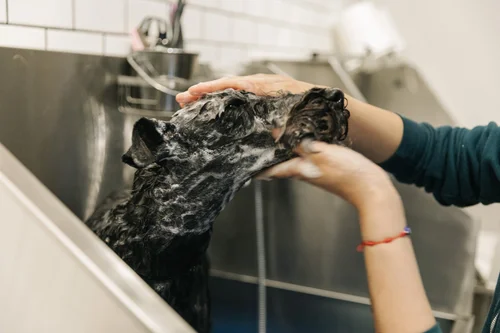 Napa Natural Dog Co., business photo 2