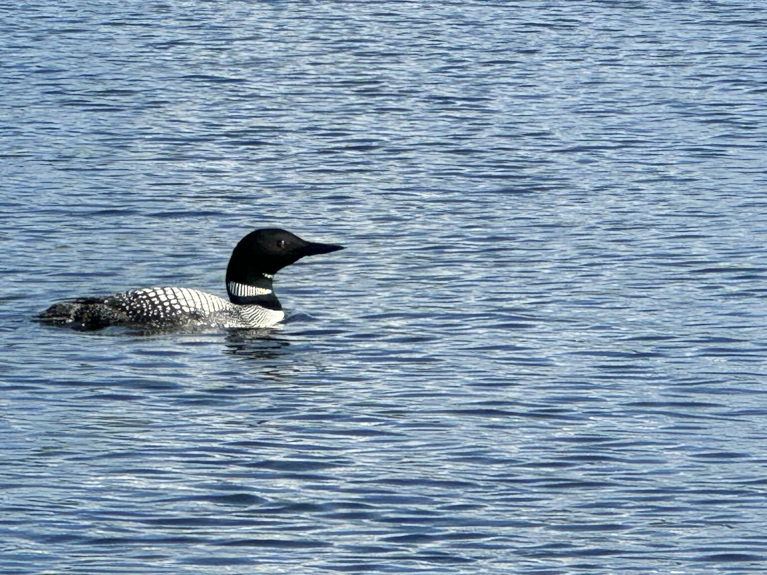 Loon.jpg