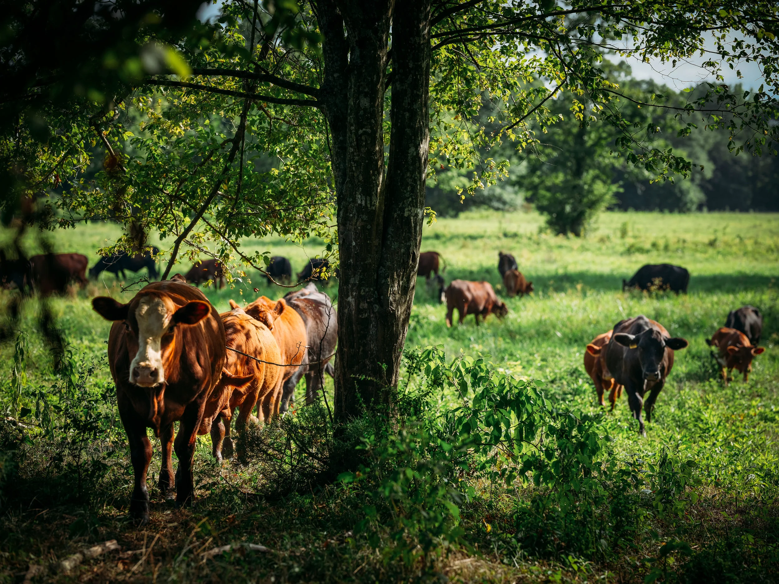 cows.jpg
