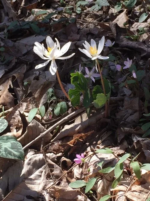 Plant ID and Spring Plant Walk w/ Mary Priestely
