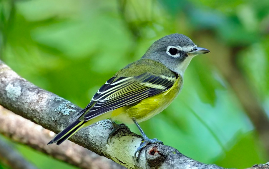 Birding by Ear Bird Walk w/ Richard Candler