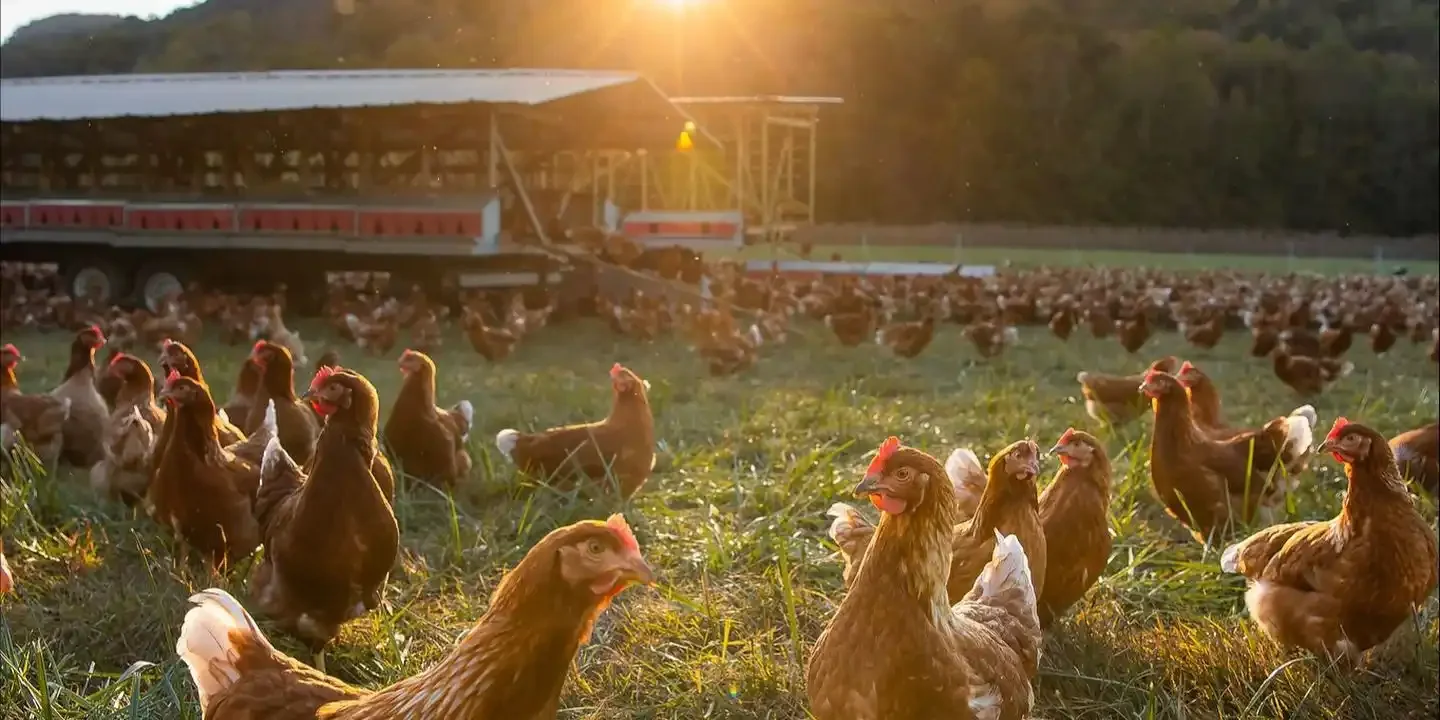 Poultry and Sheep Silvopasture