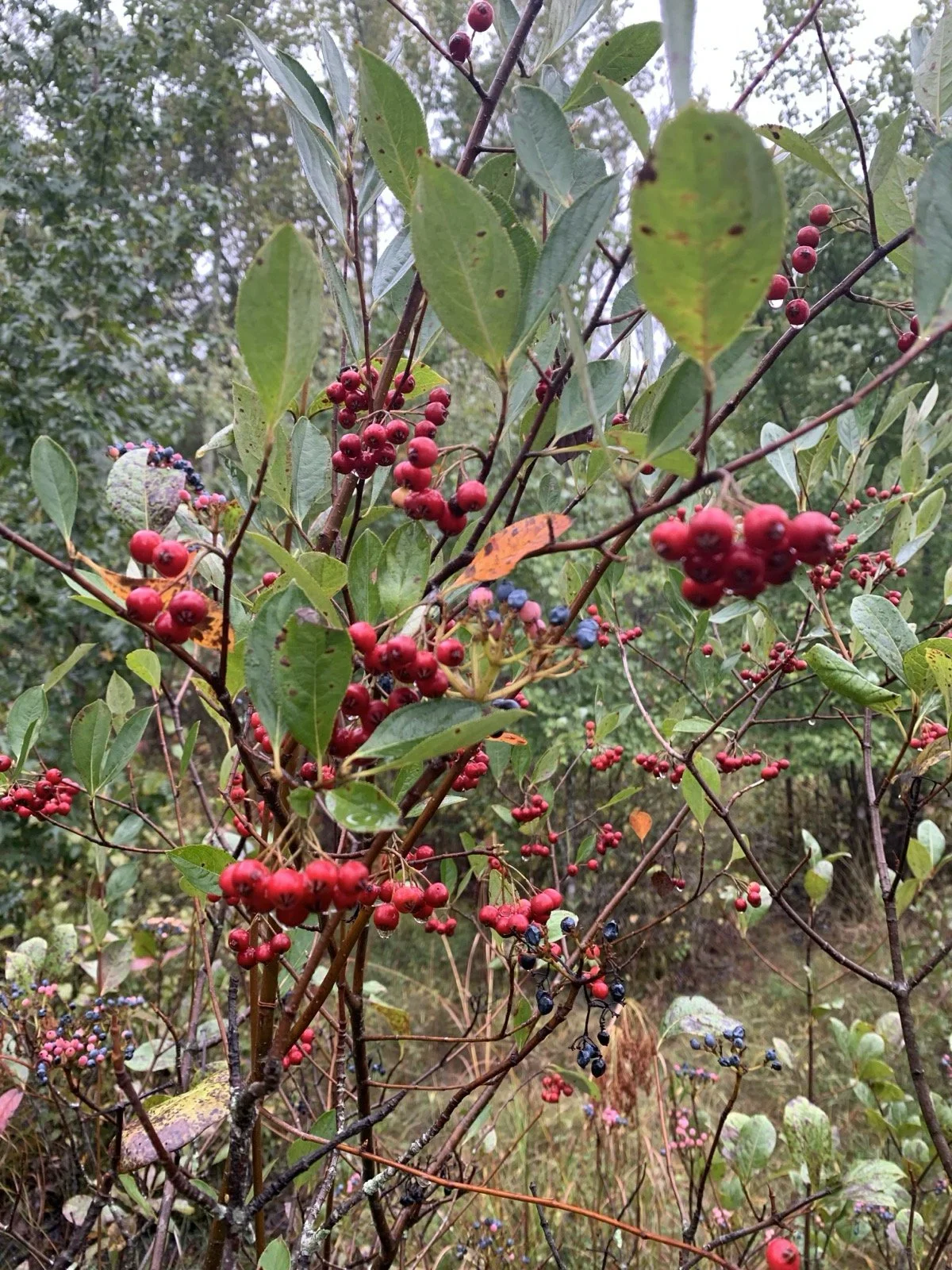 Reading the Woods: Tree ID and Plant Ecology of the Sequatchie Valley with Cooper Breeden
