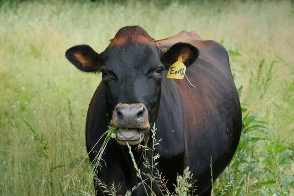 a head of cattle named earth grazing happily