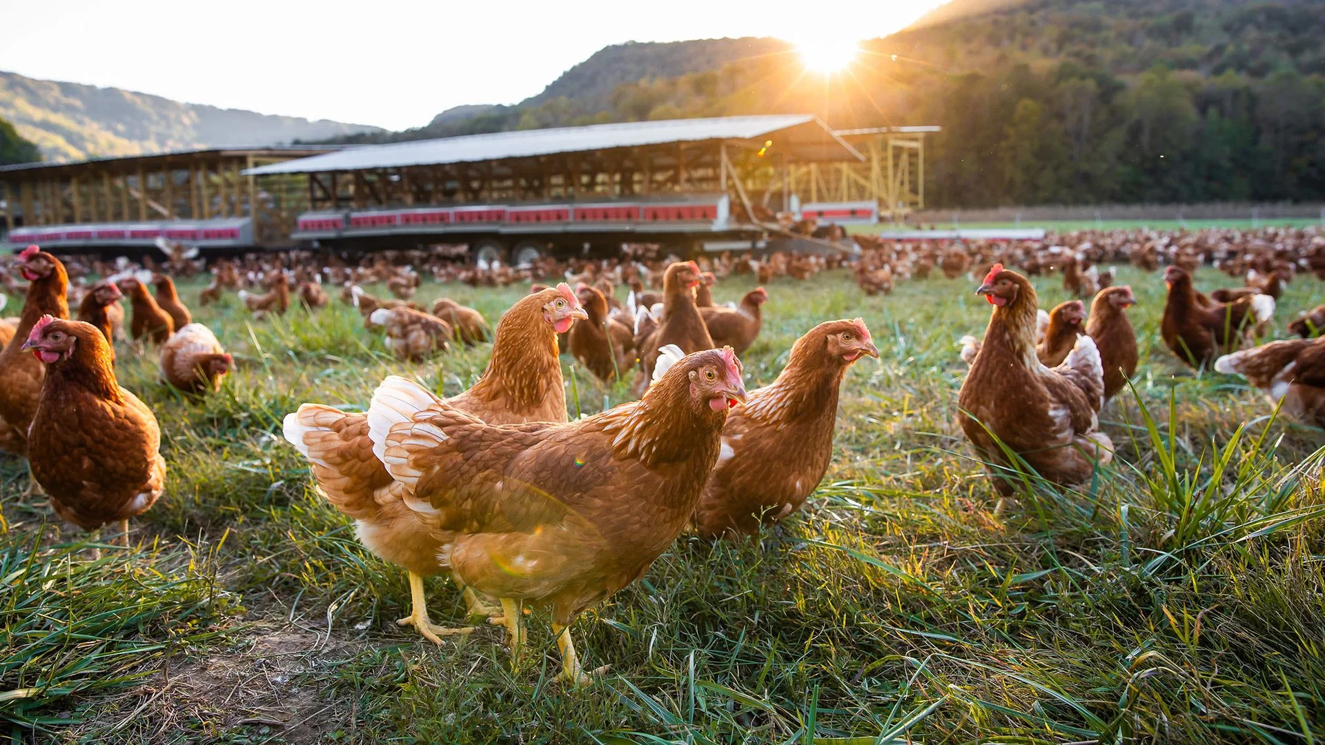 free range hens grazing freely