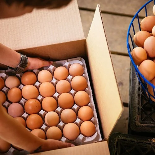 person putting a flat of 36 pasture raised eggs into a subscription box