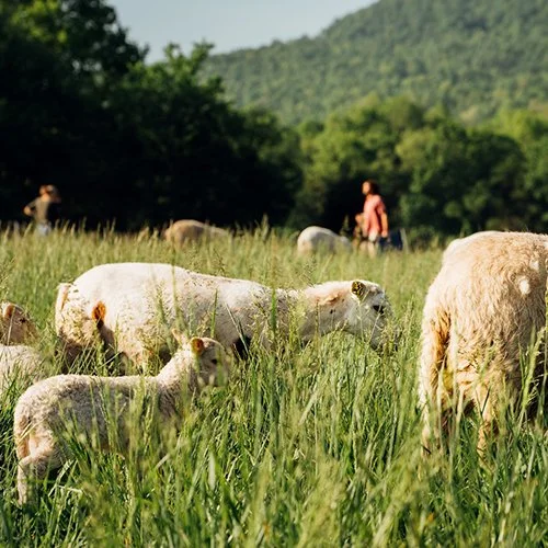 katahdin lambs graising on fresh grass