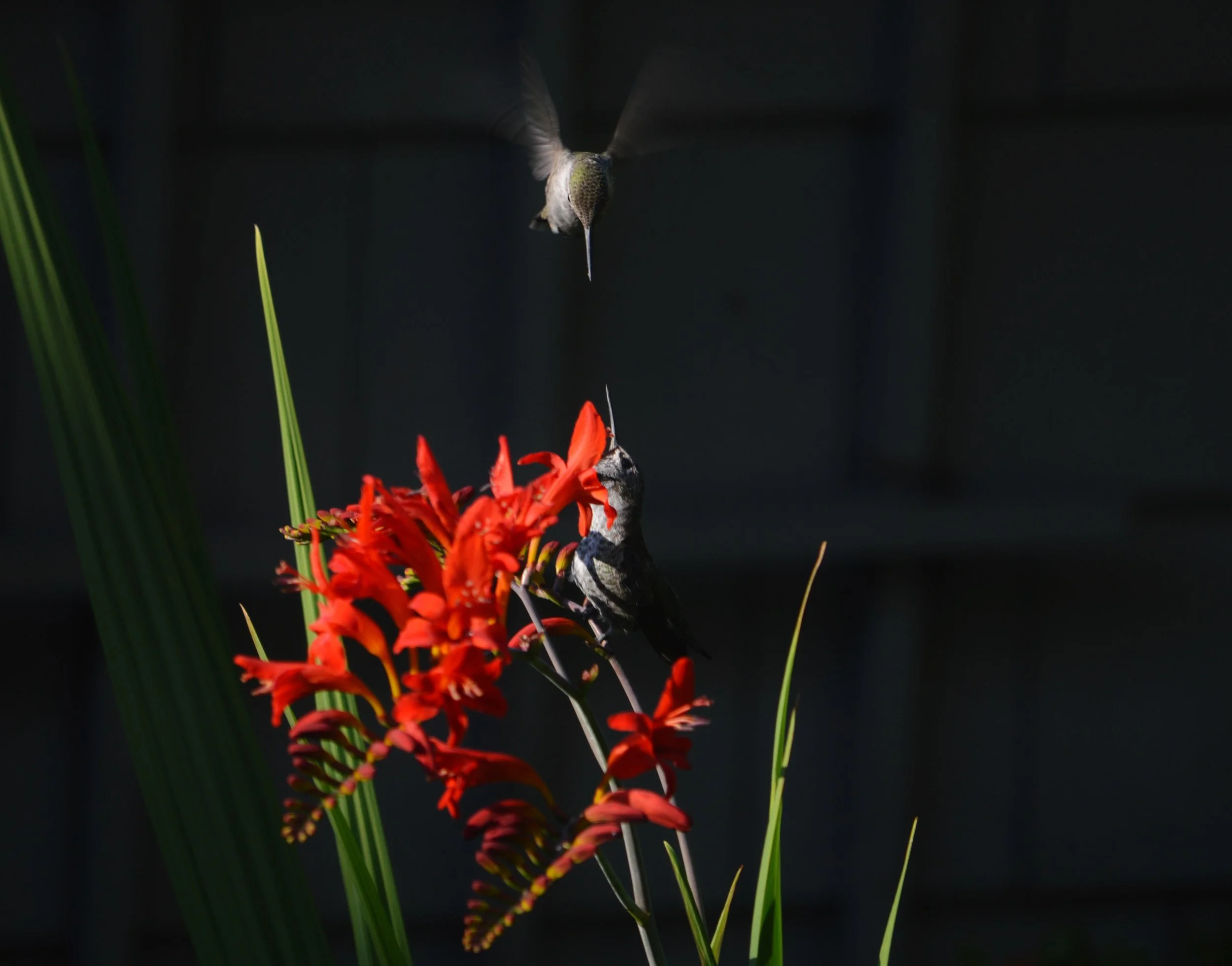 Safety and the speed of flexibility (8/12)