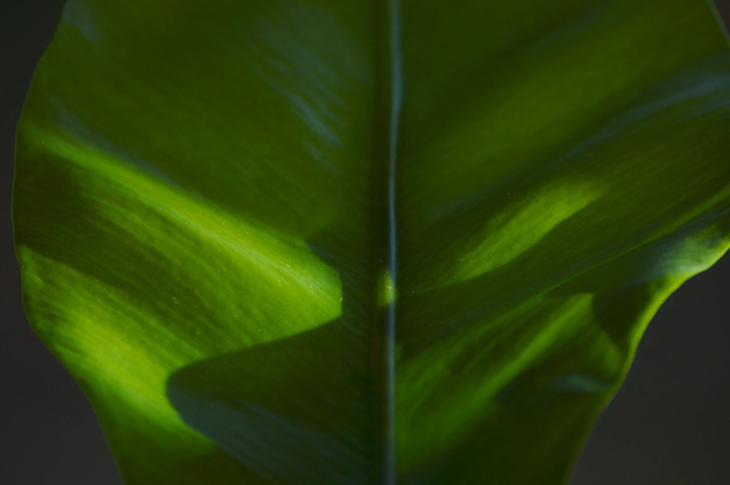 Light and shadow on a bird's nest fern frond.