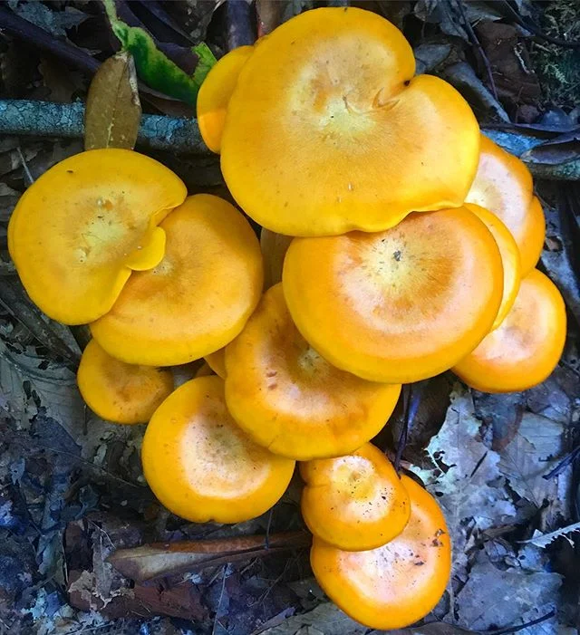 Fall mushrooms are starting to make an appearance 🎃🎃🎃🎃🎃🎃🎃🎃 #jackolanterns