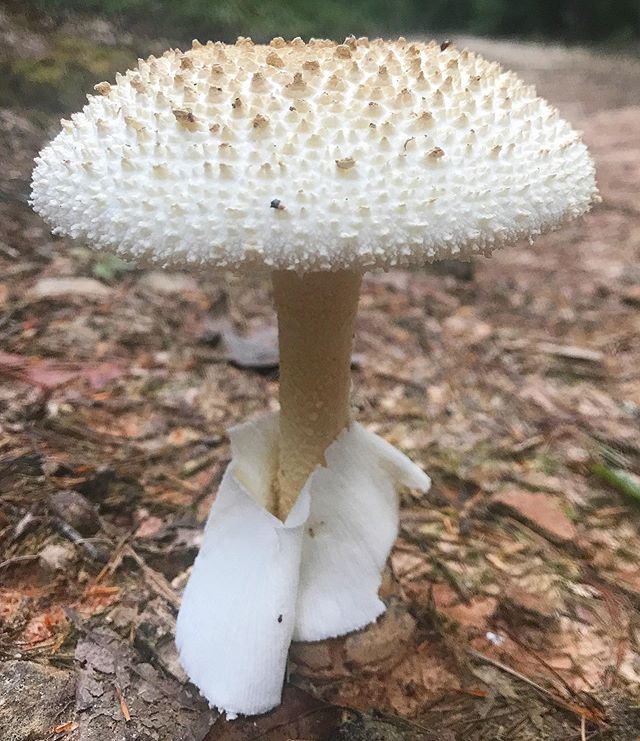 Toilet-paper-of-the-woods #🍄