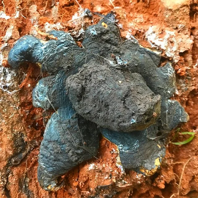 Does this or does this not look like a Squidbilly? Decrepit Puffball #toofunktodruck