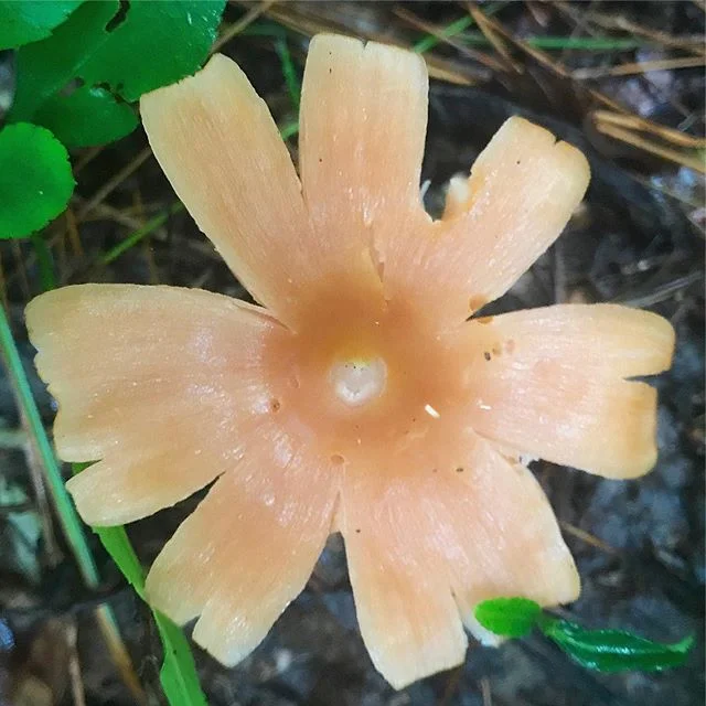 Happy Saturday ☀️ Another Salmon Unicorn Entoloma for the books 💘🐟🦄 #Entoloma #quadratum