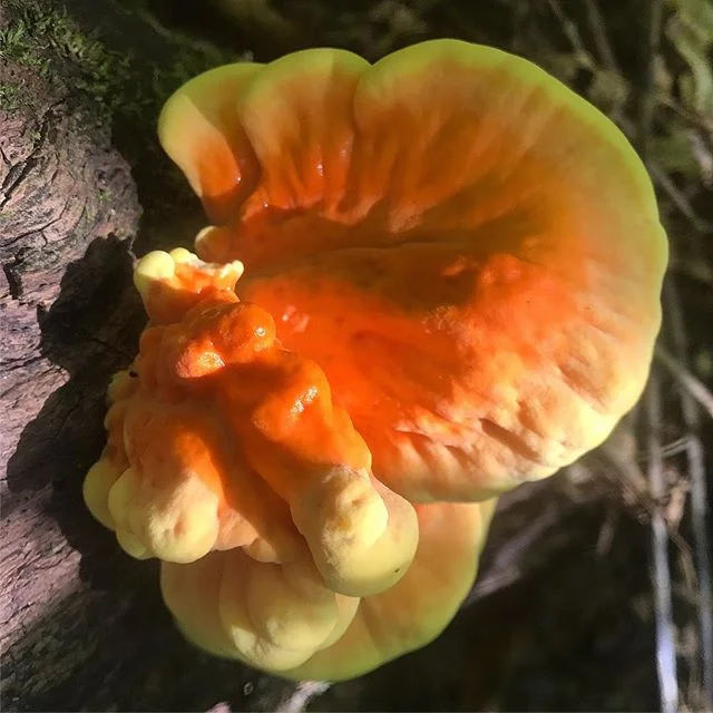 I will be goin back and checkin this youngin' out later 🔥 #pleasebelieve #COTW