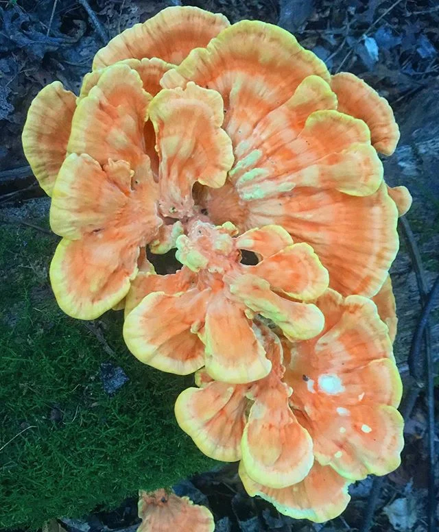 Fully pluckable 🐥 #chickenofthewoods