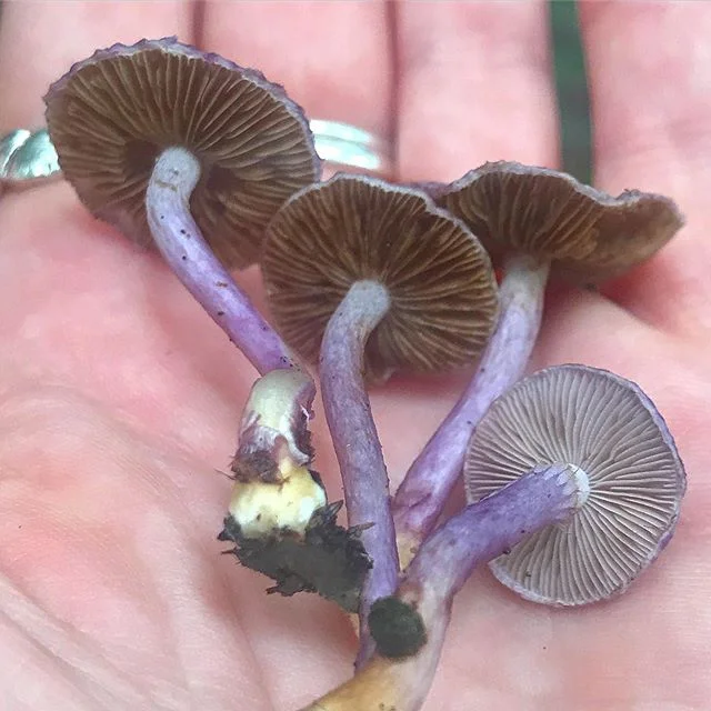 Underside shot ✨💜✨ #Inocybe #lilacina