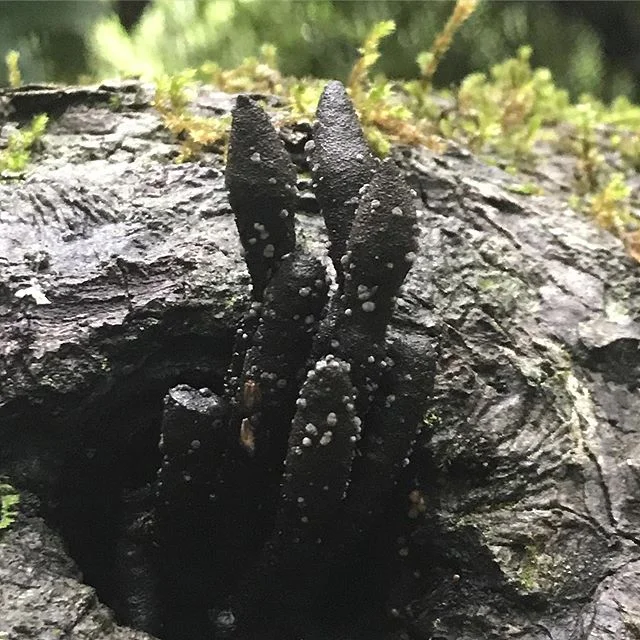 #Xylaria sp. (sp alternate meaning: spooky) #SpookySpice #DeadMansMadness #NantahalaRainforest