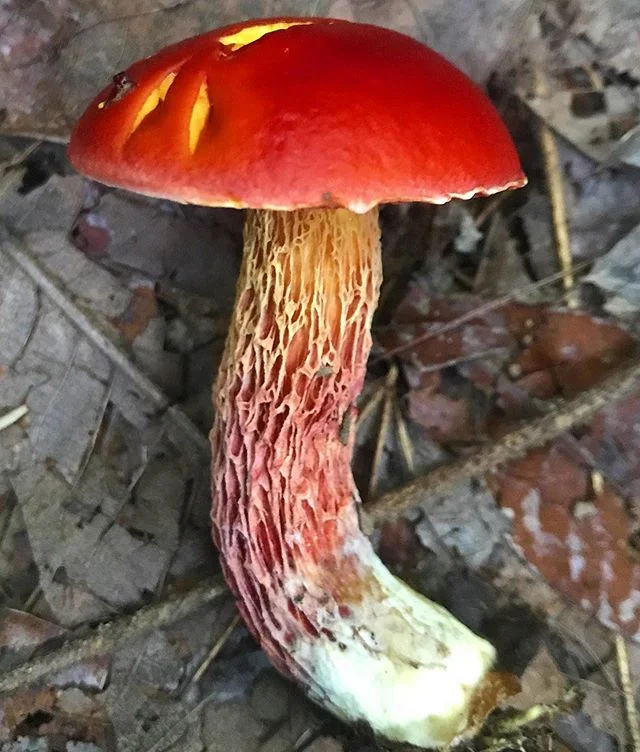 I'm LOVING all the pictures of fall mushrooms I'm seeing already, across the country! But before we get too far into all of that jazz, I want to do a #throwback to the end of July, and these candy apple colored beauties fruiting by a waterfall, here 