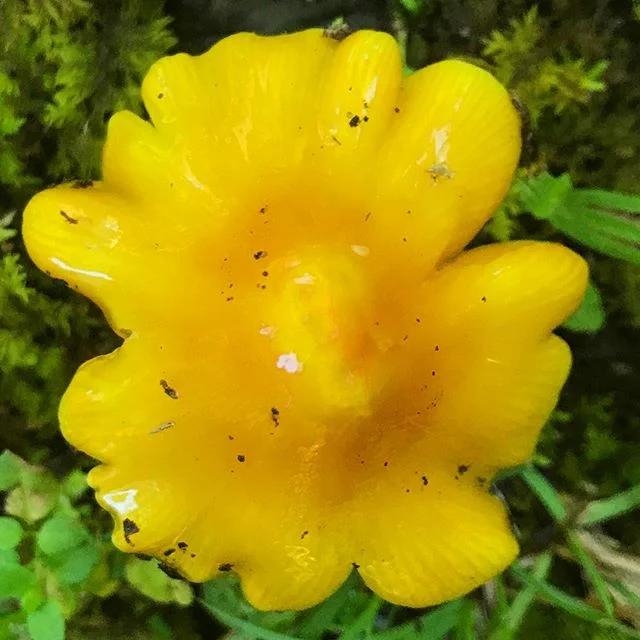 ☀️⭐️☀️✨🤓✨☀️⭐️☀️ GOOD MORNING EVERYONE #🍄 hope you have a great day!! Enjoy this #Hygrocybe and it's cap of golden sunshine