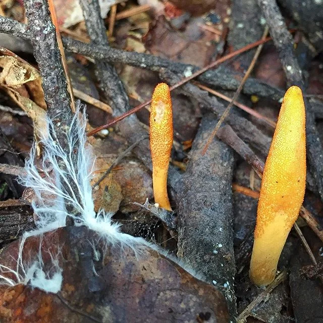 #Cordyceps #militaris wilin'out