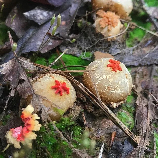 The #Calostoma had pretty patterns today 😍