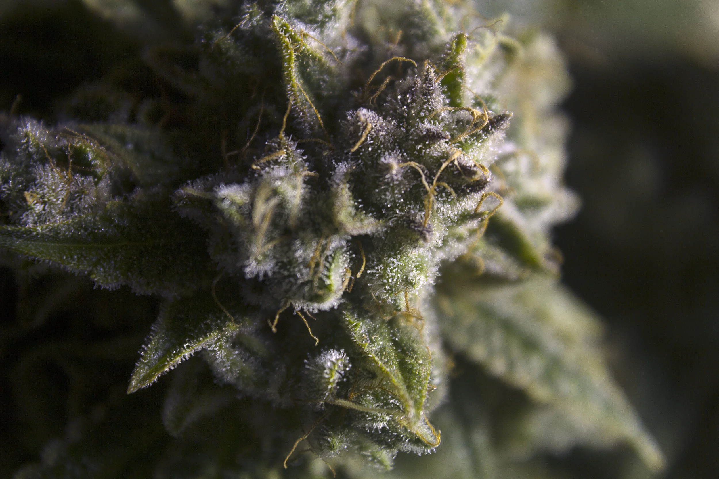GG#4_1.jpg