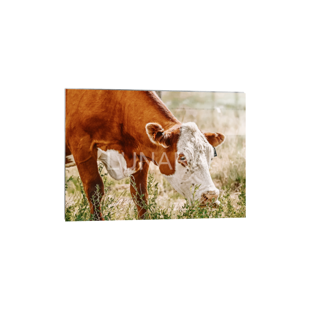 ptq_13_7_78_0_2188_1563_0_false_ffffff_0_0_a63e0dc6926139d5fa861f37ff4ab6ab.png