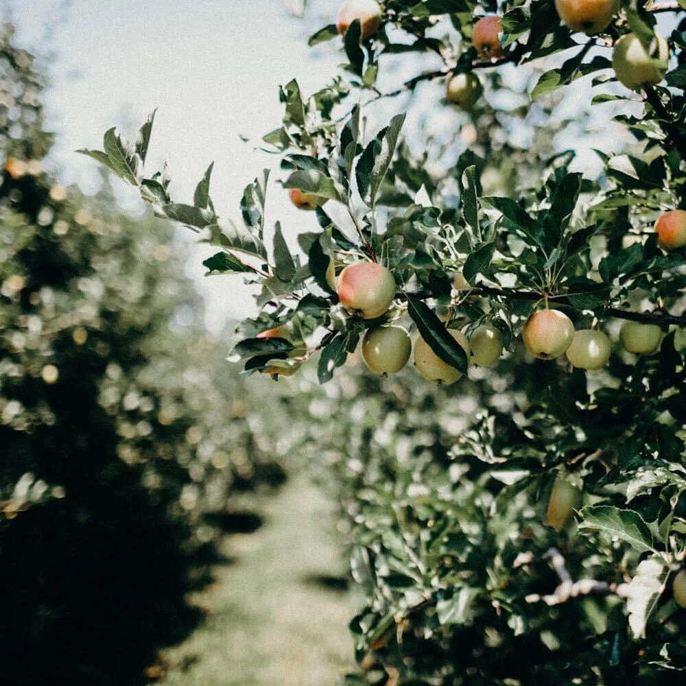 sustainability-trust-fruit-tree-guardian