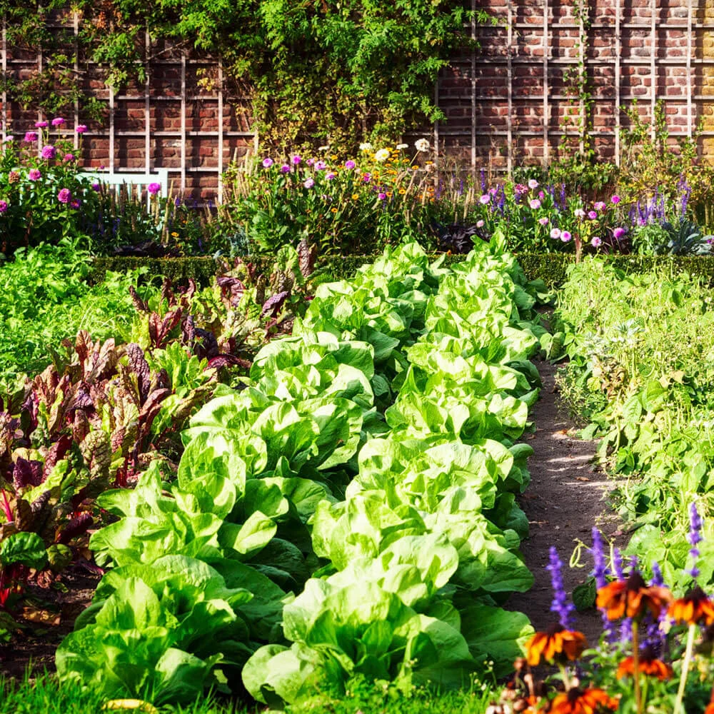 sustainability-trust-food-is-free