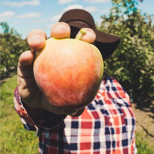 Fruit Tree Guardians