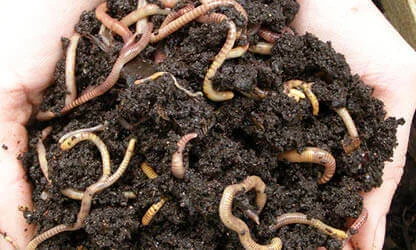 Taking care of your worm farm