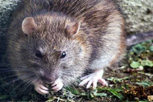 Beginners guide to composting and rat-proofing