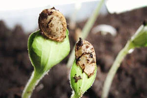 Seed saving 101: Organic seeds