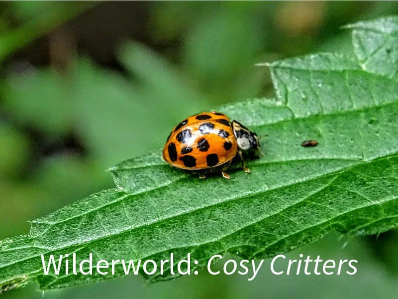 Wilderworld: Cosy critters