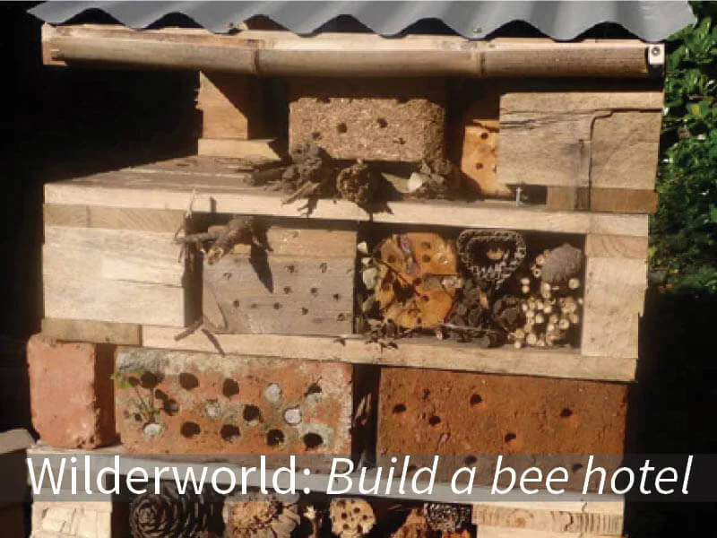 Wilderworld: Build your own bee hotel 