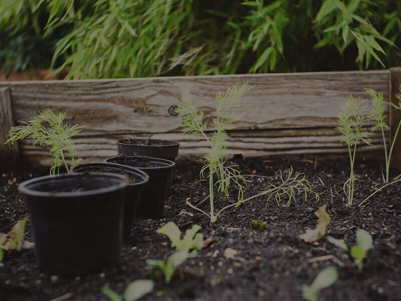 Your Sustainable Home - Grow Food Now