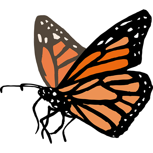 monarch butterfly 500.png