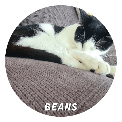 simon & kate animals 2.png