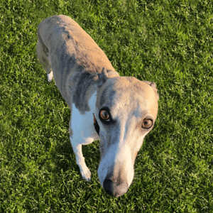 Hero Hunter I Chief Executive Doggo   Hero is our Chief Executive Doggo and all-round fashion guy. Best known for whippiting around the office, rocking a Swandri and following his mum everywhere. Voted most likely to poo on the floor 🥛🥨