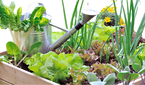 Spring Container Planting Workshop - Sustainability Trust Wellington