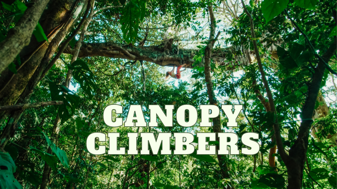 Tree Climbing in Costa Rica