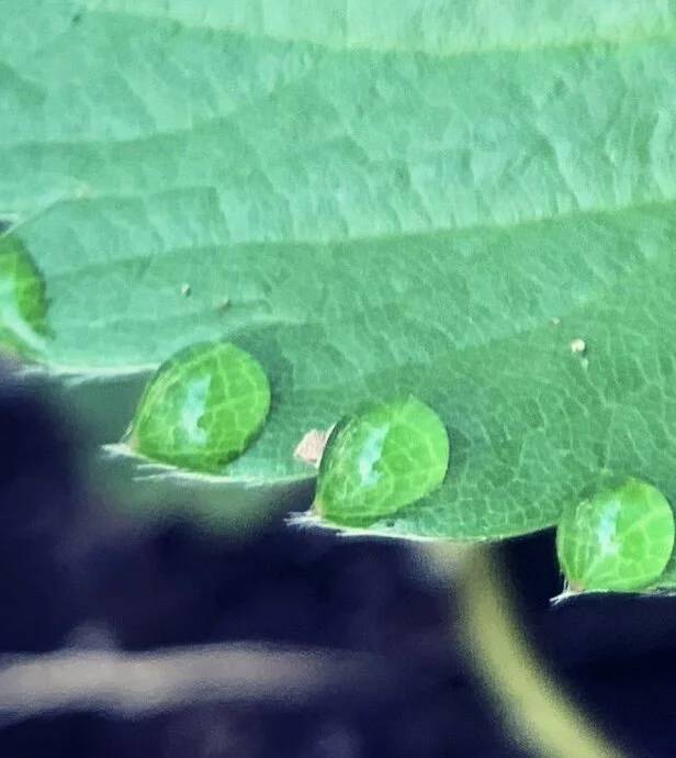 The Process Oriented Approach