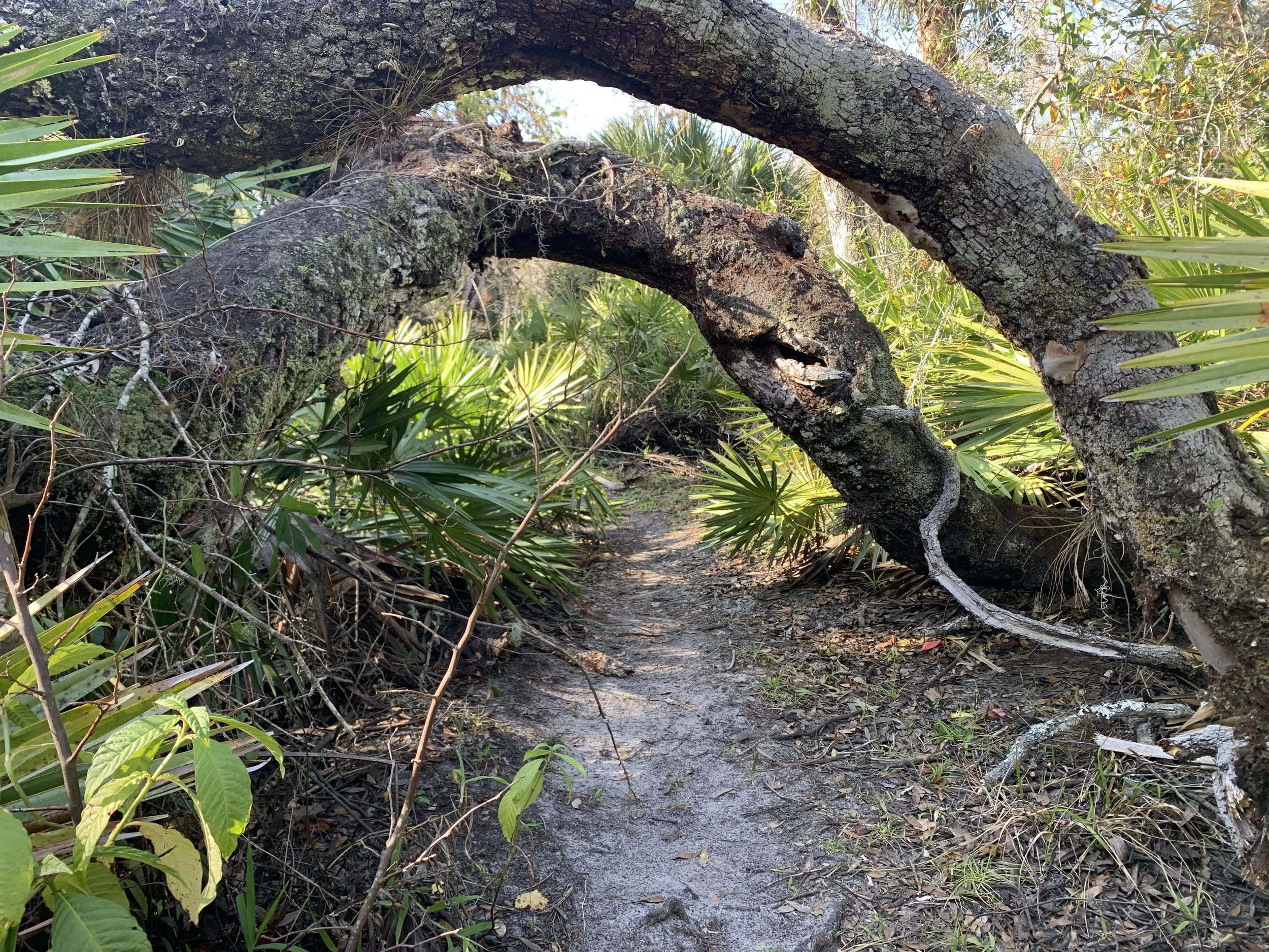 3 Day Ecstatic Dance Retreat Sarasota